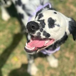 Jewel - Dalmatian