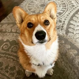 Yoda - Pembroke Welsh Corgi