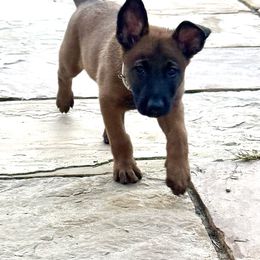 White Collar - Fawn sable female Belgian Malinois puppy in Trenton, Georgia from Laeknir K9
