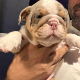 Bulldog Puppies from Bullevardier Bulldogs