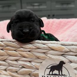 Green Collar Black Male - Black male Labrador Retriever puppy in Gainesville, Georgia from Rucker Retrievers