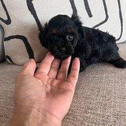 Girl 2 - Phantom female Poodle puppy in Queen Creek, Arizona from Prestigious Toy Poodles