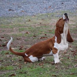 Bowser - Basset Hound