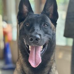 Nikko - Belgian Malinois