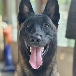 Nikko - Belgian Malinois