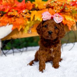 Buttercup - Red female Cavapoo puppy in North Carolina from NC Doodle Puppies
