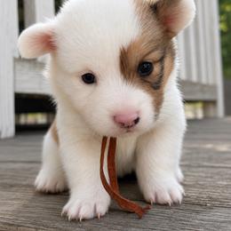 Ghost (orange) fluffy - Fawn and white male American Corgi puppy in East Oakdale, California from Rhettro Kennels