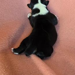 Miranda - Black tri-color female Australian Shepherd puppy in Kingman, Arizona from Long Mt Aussies