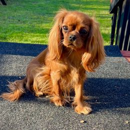 Scarlett - Cavalier King Charles Spaniel