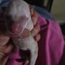 Lime - White female West Highland White Terrier puppy in Mayo, Florida from Carrot Tails LLC