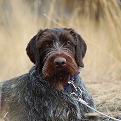 German Wirehaired Pointer All Grown Up from WyoWires German Wirehaired Pointers