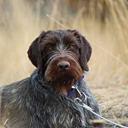 German Wirehaired Pointer All Grown Up from WyoWires German Wirehaired Pointers