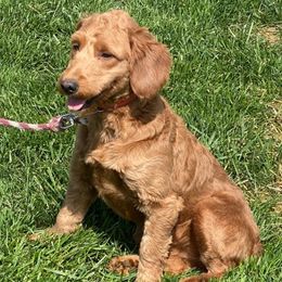Daisy - Goldendoodle