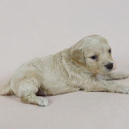 Michael Jordan - Cream male Goldendoodle puppy in Pleasant Grove, Utah from Canterbury Canines
