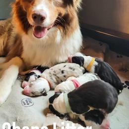 Australian Shepherd Puppies from Gordon and Sons Farms