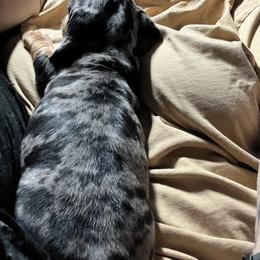 Dachshund Puppies from The Weenie Herd Mom