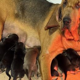 Bloodhound puppies from K Creek Farms