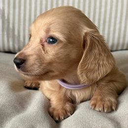 Libby - Cream female Dachshund puppy in Mc Donough, Georgia from Hot Diggity Doxies