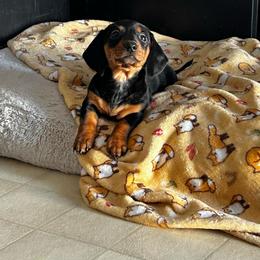 Black and tan Female 1 - Black and tan female Dachshund puppy in Blackstone, Virginia from Cheyenne's Dachshunds