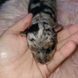 Zara - Merle female Yorkipoo puppy in Cottageville, South Carolina from Mandy's Poodle's