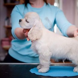 Cocker Spaniel Puppies from Doc's Cockers
