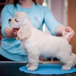 Cocker Spaniel Puppies from Doc's Cockers
