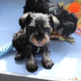 Miniature Schnauzer Puppies from Clay Hill Kennels