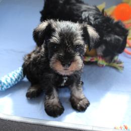 Miniature Schnauzer Puppies from Clay Hill Kennels