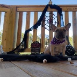 Robin - French Bulldog