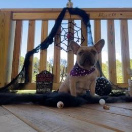 Robin - French Bulldog
