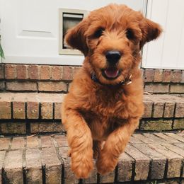 Goldendoodles and Poodles from The Kennel at Fox Fields