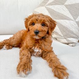 Goldendoodle Puppies from KZ Doodles