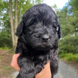 Raisin - Black female Goldendoodle puppy in New Ringgold, Pennsylvania from Hawk Mountain Doodles