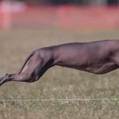 Peruvian Inca Orchids from Calypso Kennel