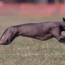 Peruvian Inca Orchids from Calypso Kennel