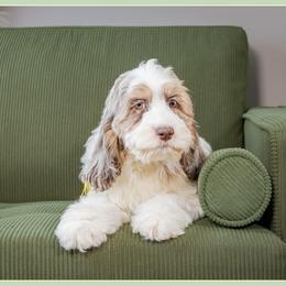 Sarabi - Merle female Cockapoo puppy in Connersville, Indiana from Deaz Doodle Ranch