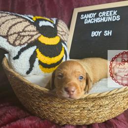 Woody - Red male Dachshund puppy in Rosanky, Texas from Sandy Creek Miniature Dachshunds