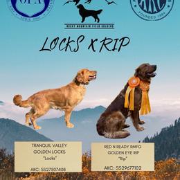 Golden Retriever puppies from Rocky Mountain Field Goldens