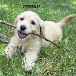 Cinderella - Cream female Goldendoodle puppy in Milford, Michigan from Servant Kennel