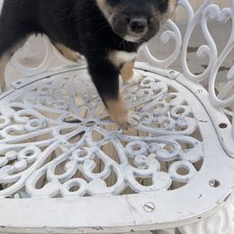 Shiba Inu All Grown Up from Salas Shiba Inu's