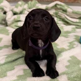 Empress - Black female Dachshund puppy in Los Angeles, California from Dachshunds of the Desert