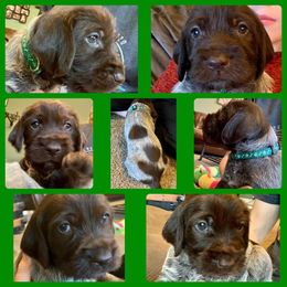 Wirehaired Pointing Griffon Puppies from Rocking S Griffons