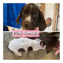Pink - Liver roan female German Shorthaired Pointer puppy in Beaverdam, Virginia from Harts Hill Kennel