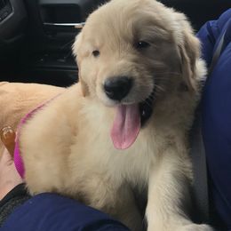 Golden Retrievers from Degisi Goldens