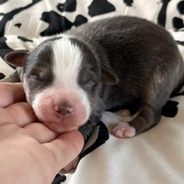 Blue - Blue merle male Miniature Australian Shepherd puppy in Chelsea, Oklahoma from Elite Puppies of Oklahoma, LLC
