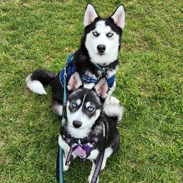 Pomskies from Pomsky Momsky