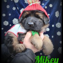 Mikey - Black and tan male German Shepherd puppy in Fort Jennings, Ohio from Von Holtzapple German shepherds