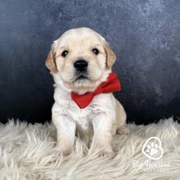 Espresso - White male Companion Cross puppy in Utah County, Utah from Big Hearted Breeders
