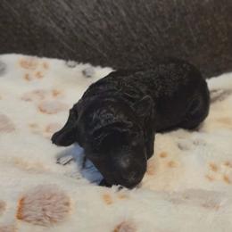 Coop (AKC) - Black male Poodle puppy in Rainbow City, Alabama from Spinks Poodles