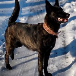 Irma - Dutch Shepherd